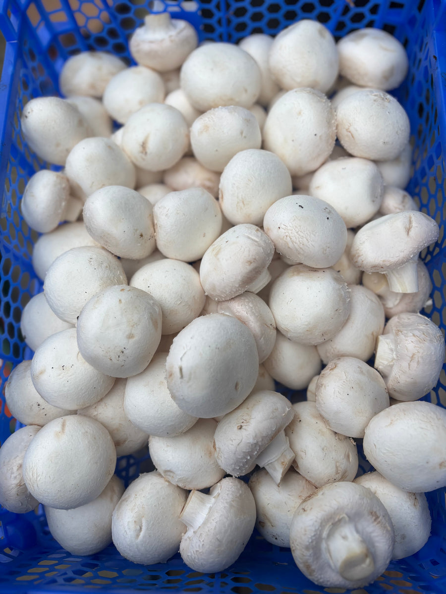 Witte champignons