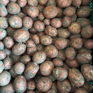 Bildtstar aardappelen