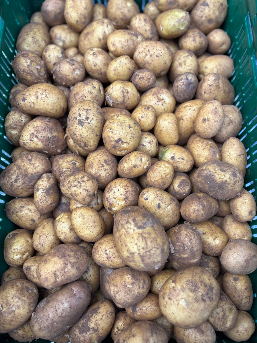 Frieslander aardappelen