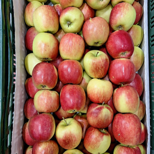 Delcorf appel - Nieuwe oogst