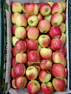 Delcorf appel - Nieuwe oogst
